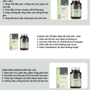 Combo hỗ trợ viêm khớp, gout thảo dược